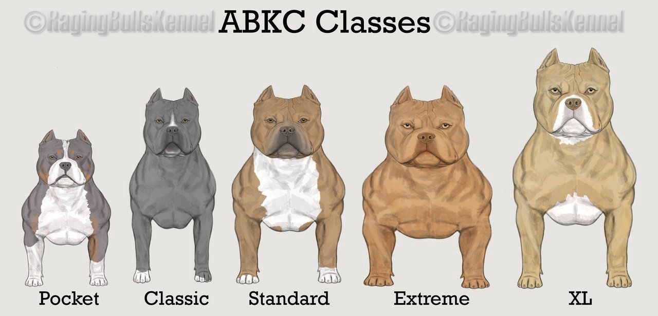 American Bully Köpeği Özellikleri ve Bakımı